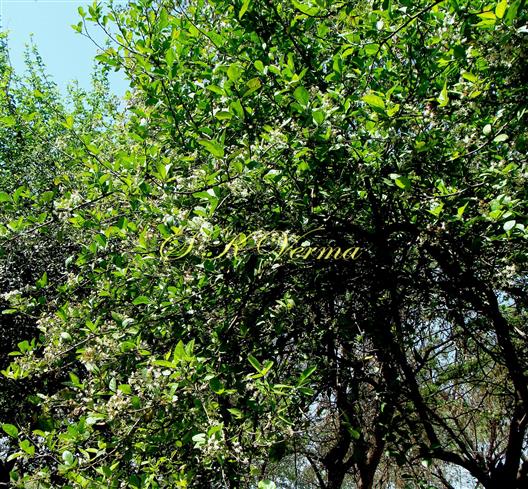  Plant